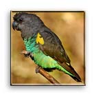 meyers parrot.jpg